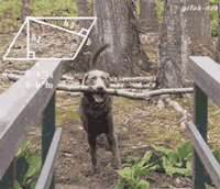 种公种母，选择标准是什么？-3.gif
