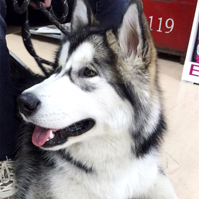 带狗看病，别人花600，我怎么只花60呢？-3.jpeg
