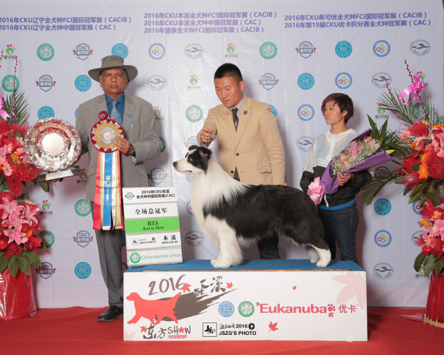 2016全犬种排行Top10-3.jpeg