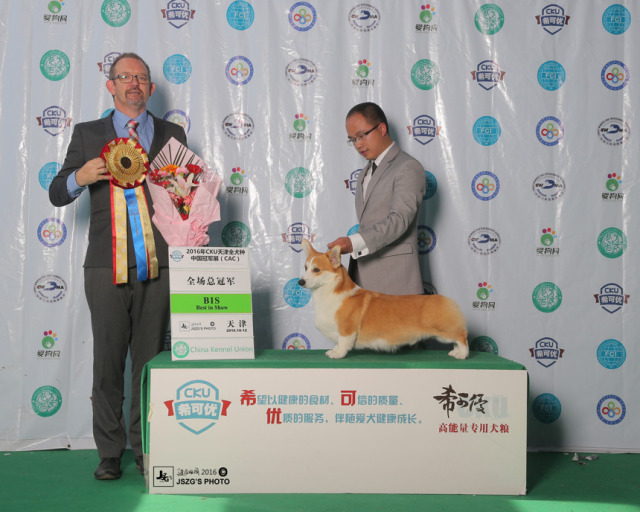 2016全犬种排行Top10-9.jpeg
