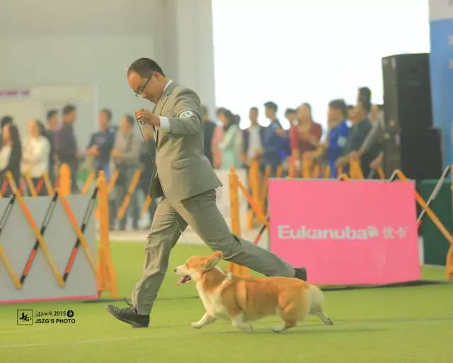 2016全犬种排行Top10-13.jpeg