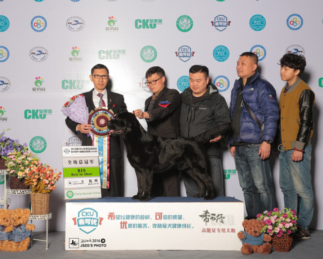 2016全犬种排行Top10-27.jpeg