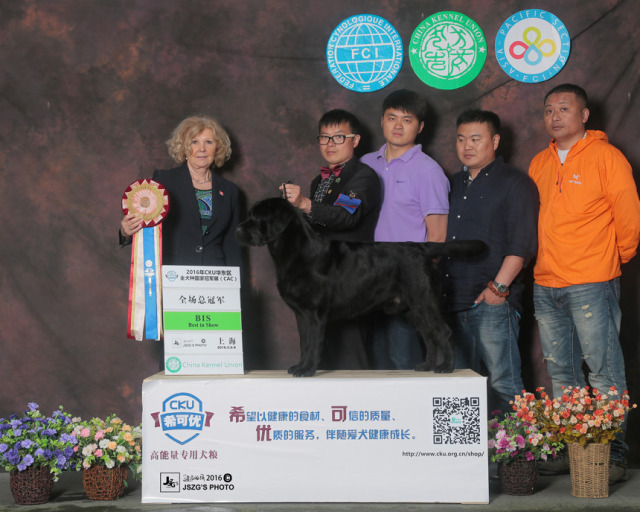 2016全犬种排行Top10-28.jpeg