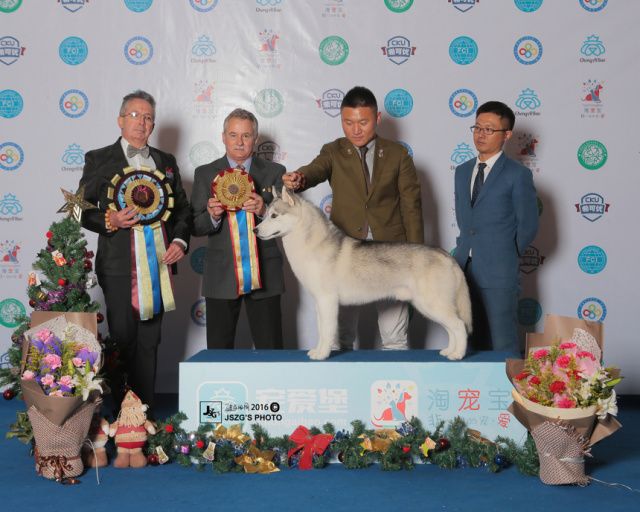 2016全犬种排行Top10-32.jpeg