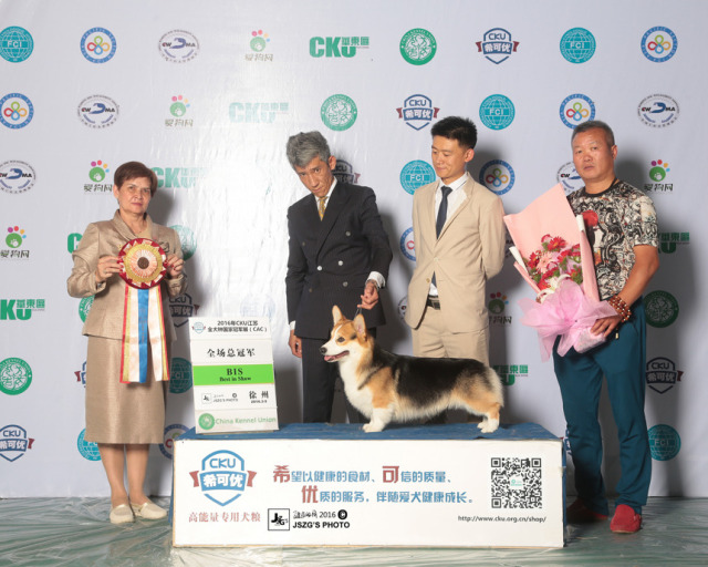 2016全犬种排行Top10-37.jpeg