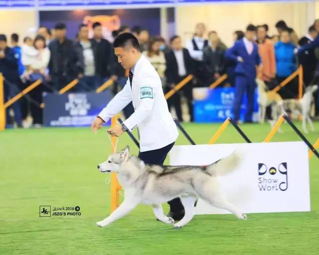 2016全犬种排行Top10-34.jpeg