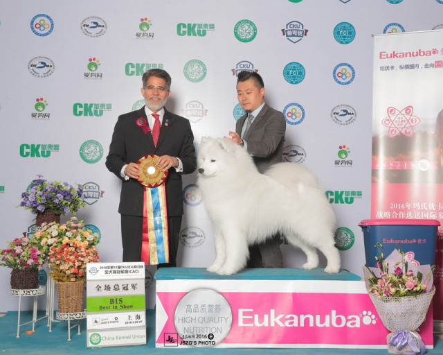 2016全犬种排行Top10-39.jpeg