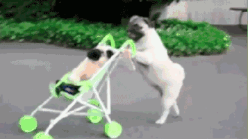 交警惊呆！狗骑摩托缓缓驶来… | 本周新闻回顾-2.gif