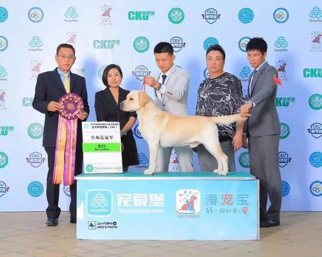 2016拉布拉多排行一：毕加索-3.jpeg