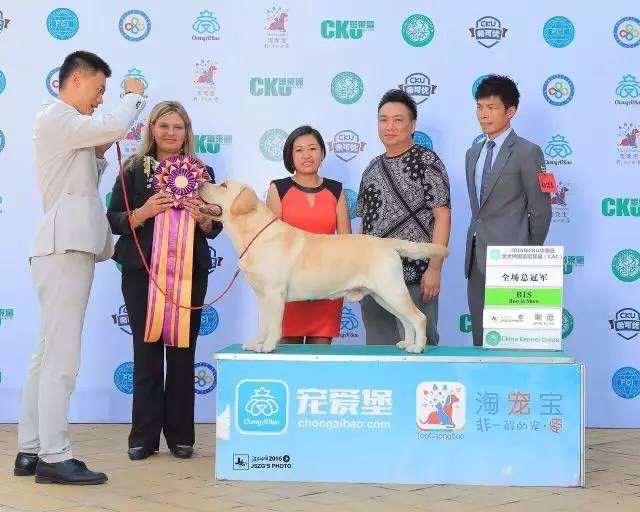 2016拉布拉多排行一：毕加索-4.jpeg