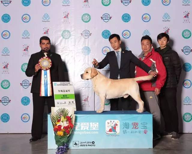 2016拉布拉多排行一：毕加索-7.jpeg