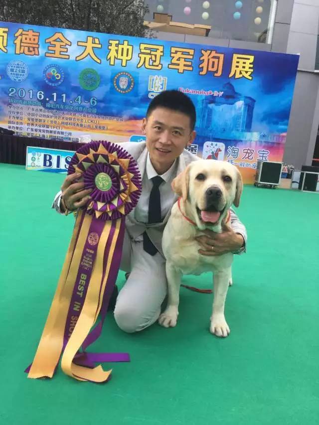 2016拉布拉多排行一：毕加索-9.jpeg
