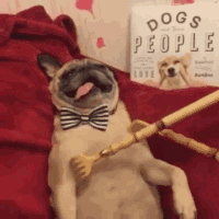 高发！狗狗皮肤病必看-2.gif