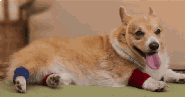 你是做繁殖的，还是做生意的？-2.gif