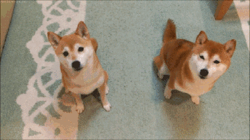 你是做繁殖的，还是做生意的？-4.gif