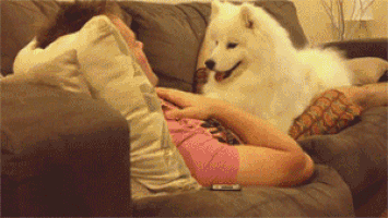 真正爱狗的人不在乎……-5.gif