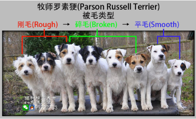 最萌犬种知识 | 杰克/牧师罗素更犬的三种被毛-2.jpeg