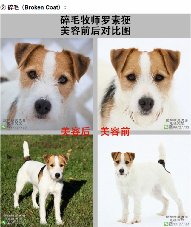 最萌犬种知识 | 杰克/牧师罗素更犬的三种被毛-10.jpeg