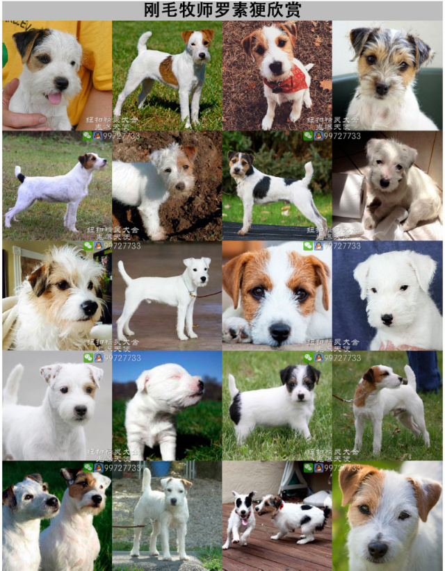 最萌犬种知识 | 杰克/牧师罗素更犬的三种被毛-13.jpeg