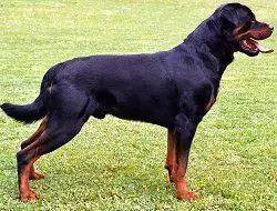 译文：关于德系罗威纳犬与美系罗威纳犬的探究-4.jpeg