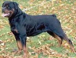 译文：关于德系罗威纳犬与美系罗威纳犬的探究-8.jpeg