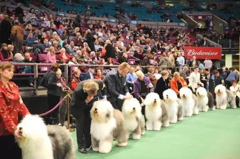 涨姿势 | 如何看懂Dog Show-1.jpeg