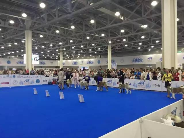 涨姿势 | 如何看懂Dog Show-3.jpeg