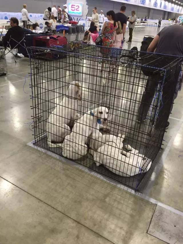 涨姿势 | 如何看懂Dog Show-6.jpeg