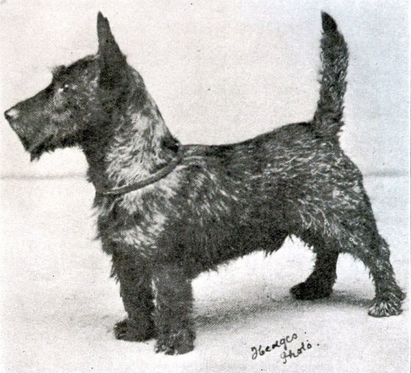 深扒 | 西敏寺裁判喜欢哪些犬种？-5.jpeg