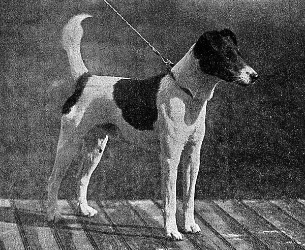 深扒 | 西敏寺裁判喜欢哪些犬种？-14.jpeg