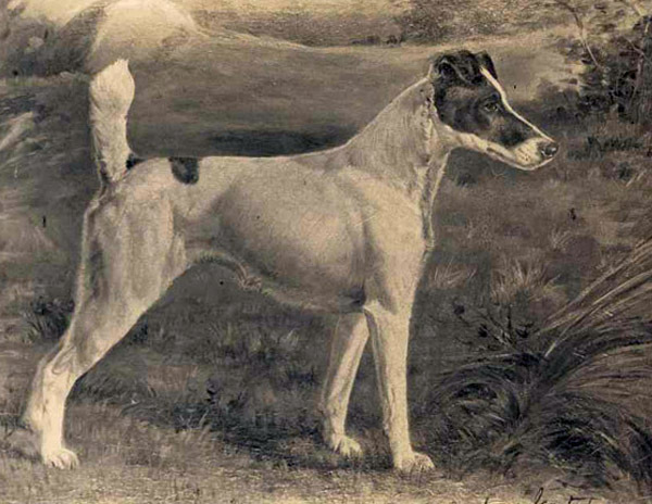 深扒 | 西敏寺裁判喜欢哪些犬种？-22.jpeg