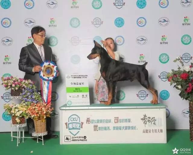 独家 | 杜宾犬优质犬舍名单！-6.jpeg