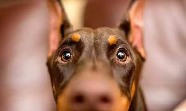独家 | 杜宾犬优质犬舍名单！-2.jpeg