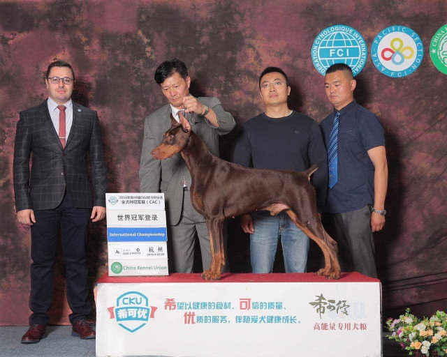 独家 | 杜宾犬优质犬舍名单！-10.jpeg