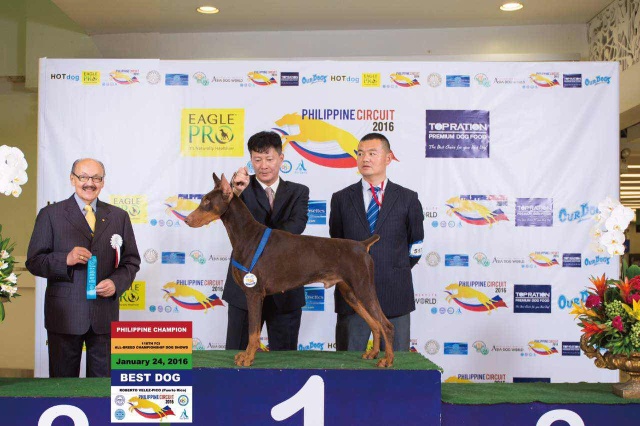 独家 | 杜宾犬优质犬舍名单！-9.jpeg