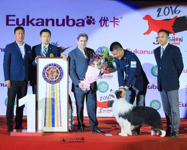 2016年CKU边境牧羊犬排行前10-3.jpeg