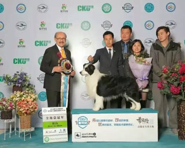 2016年CKU边境牧羊犬排行前10-7.jpeg