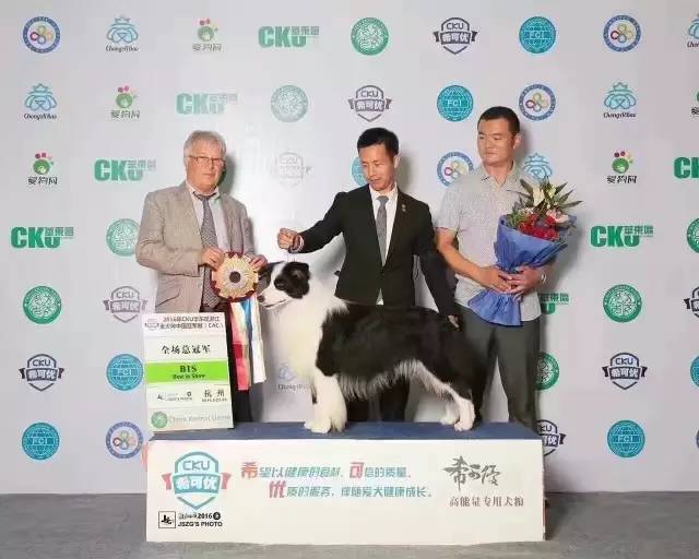 2016年CKU边境牧羊犬排行前10-5.jpeg