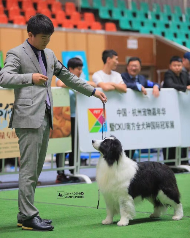 2016年CKU边境牧羊犬排行前10-8.jpeg