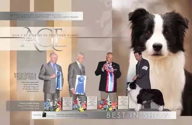 2016年CKU边境牧羊犬排行前10-12.jpeg