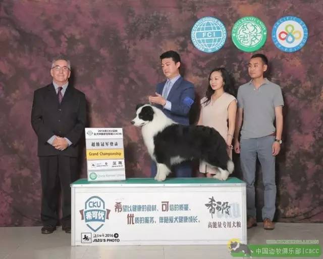 2016年CKU边境牧羊犬排行前10-18.jpeg