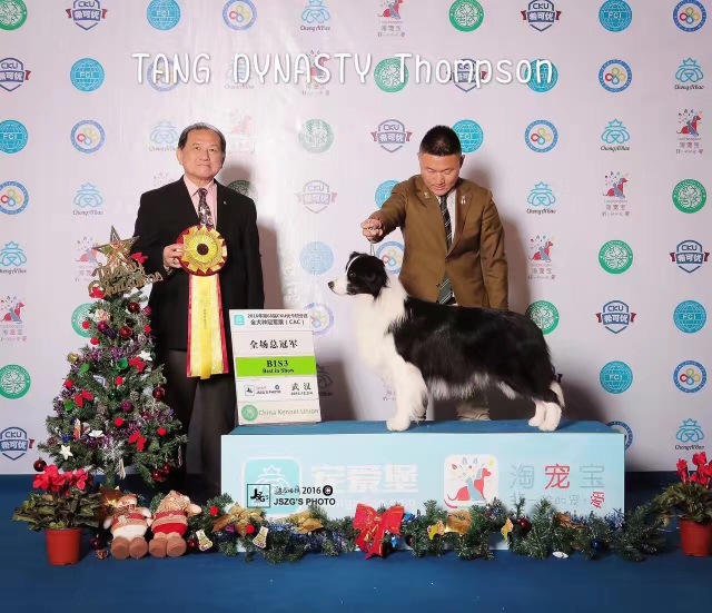2016年CKU边境牧羊犬排行前10-16.jpeg