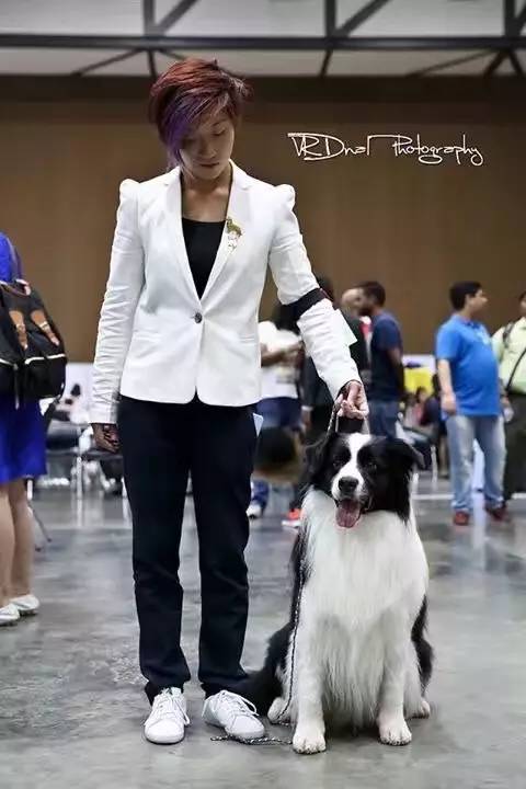 2016年CKU边境牧羊犬排行前10-23.jpeg