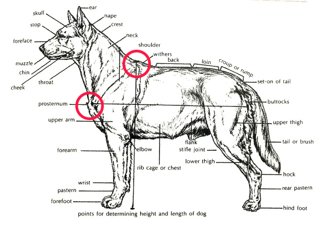 实用 | 告诉你犬展裁判在摸什么-3.jpeg