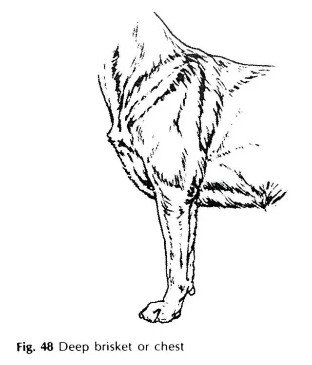 实用 | 告诉你犬展裁判在摸什么-9.jpeg