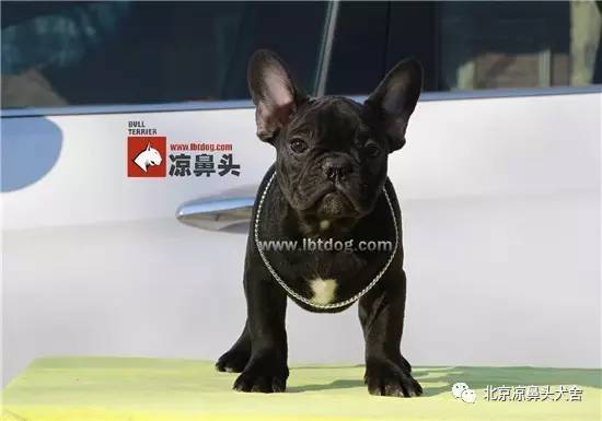 强大的遗传基因，造就顶级的血系，永远的DE LA PARURE-23.jpeg