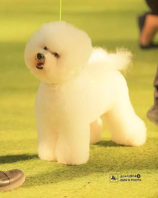 独家 | 比熊犬优质犬舍名单-7.jpeg