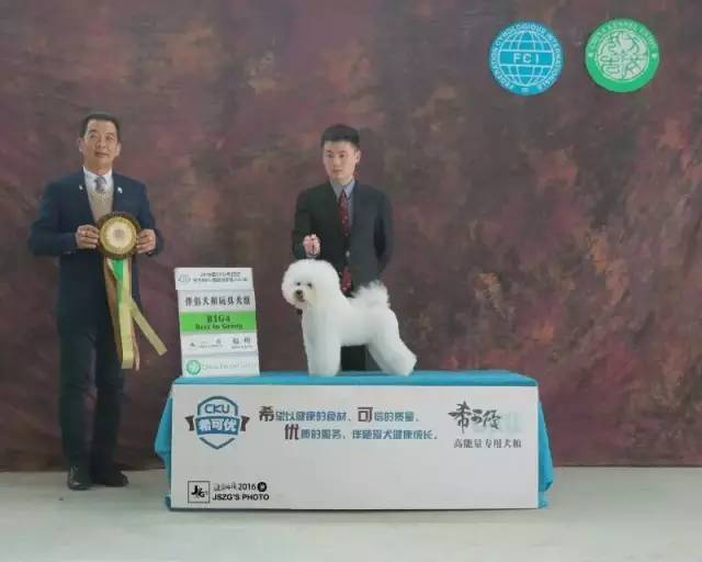 独家 | 比熊犬优质犬舍名单-6.jpeg