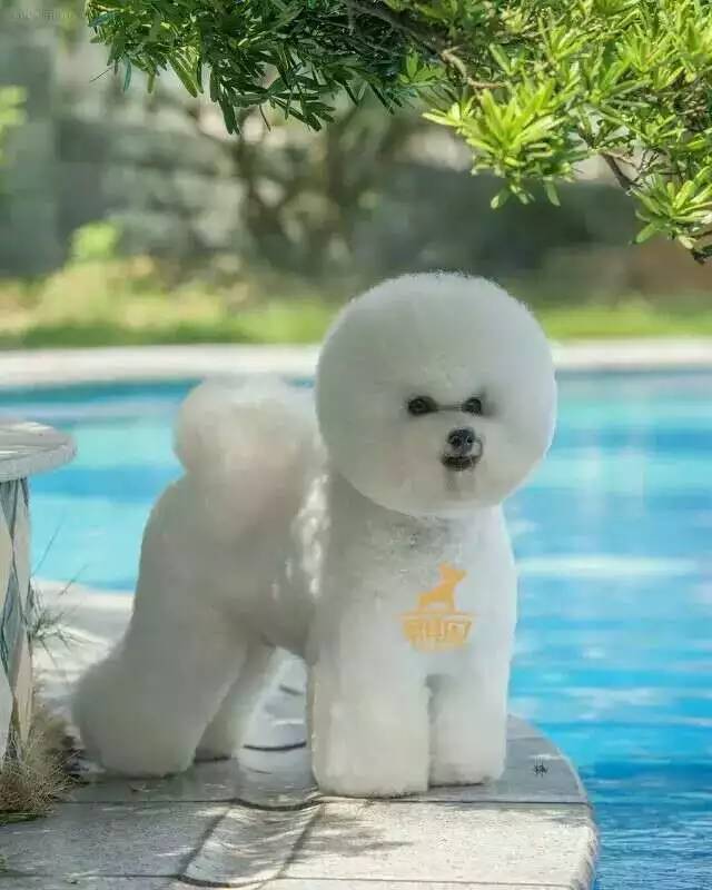 独家 | 比熊犬优质犬舍名单-11.jpeg