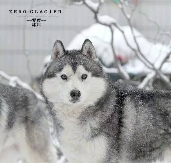 宠爱有约 | 哈士奇和“我”一路冒险-7.jpeg
